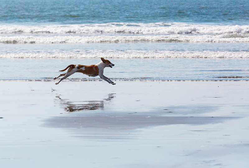 Un chien sur une plage qui court